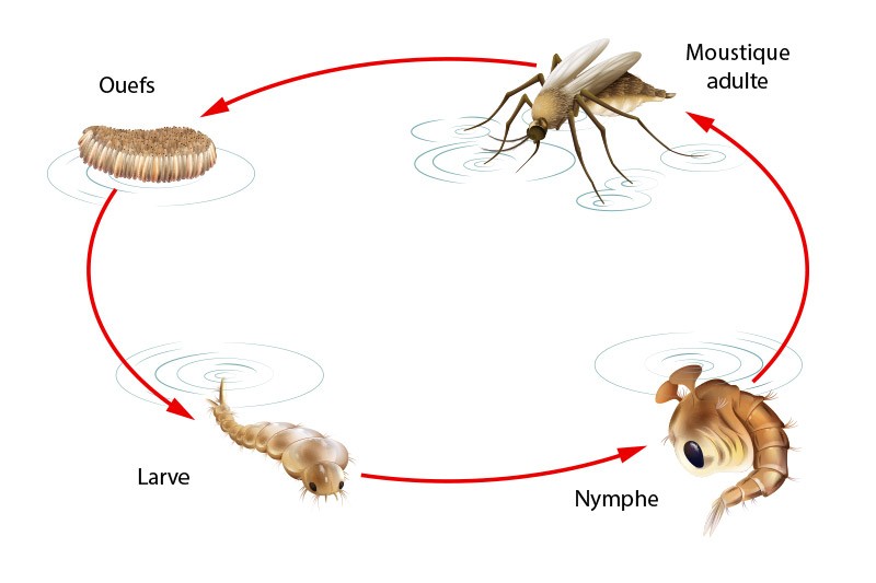 Le cycle de vie du moustique